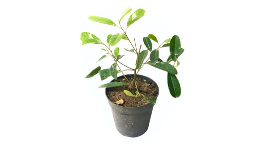 Lakpura Olive Veralu Layered Plant